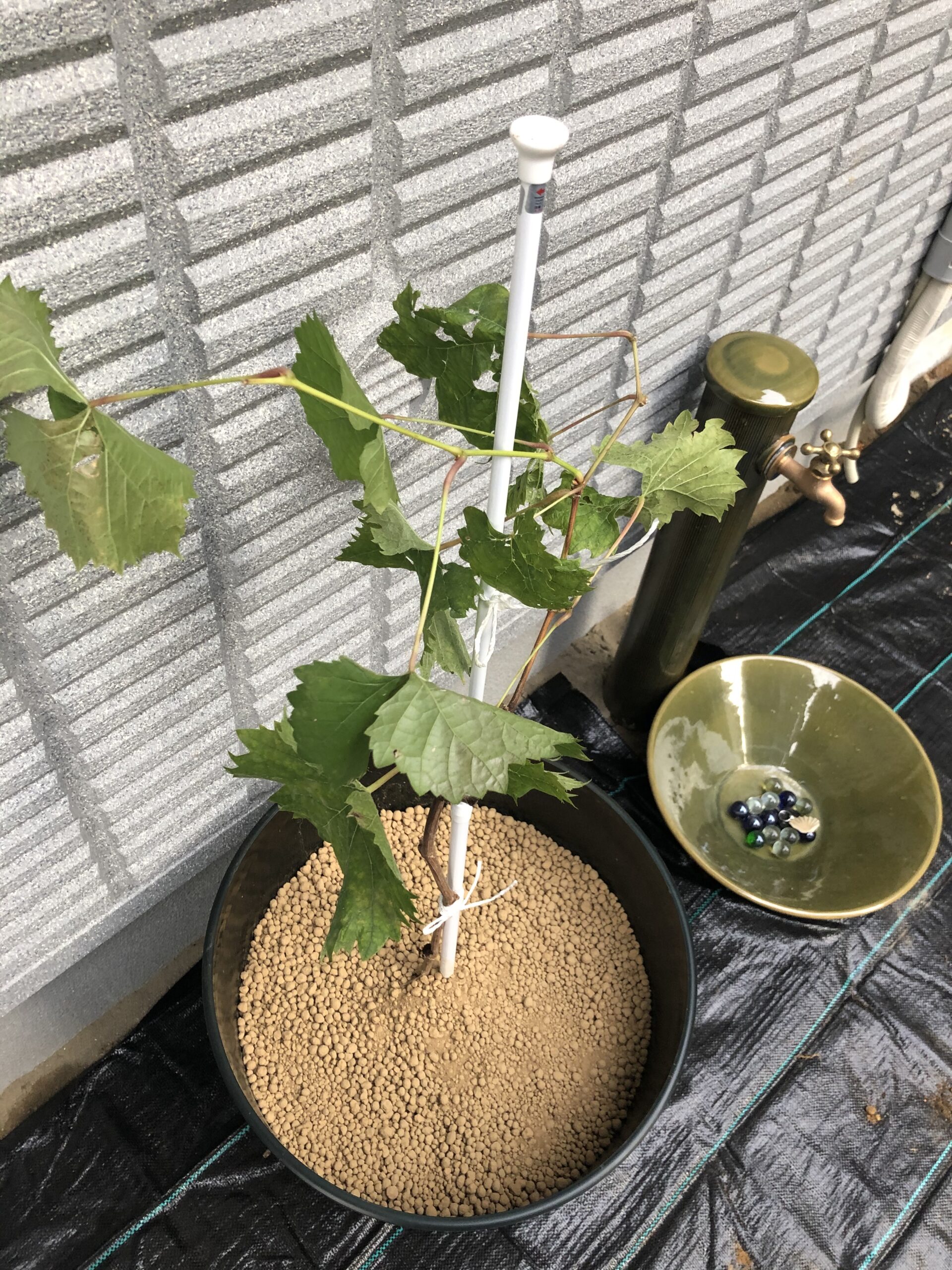 植えつけ04
