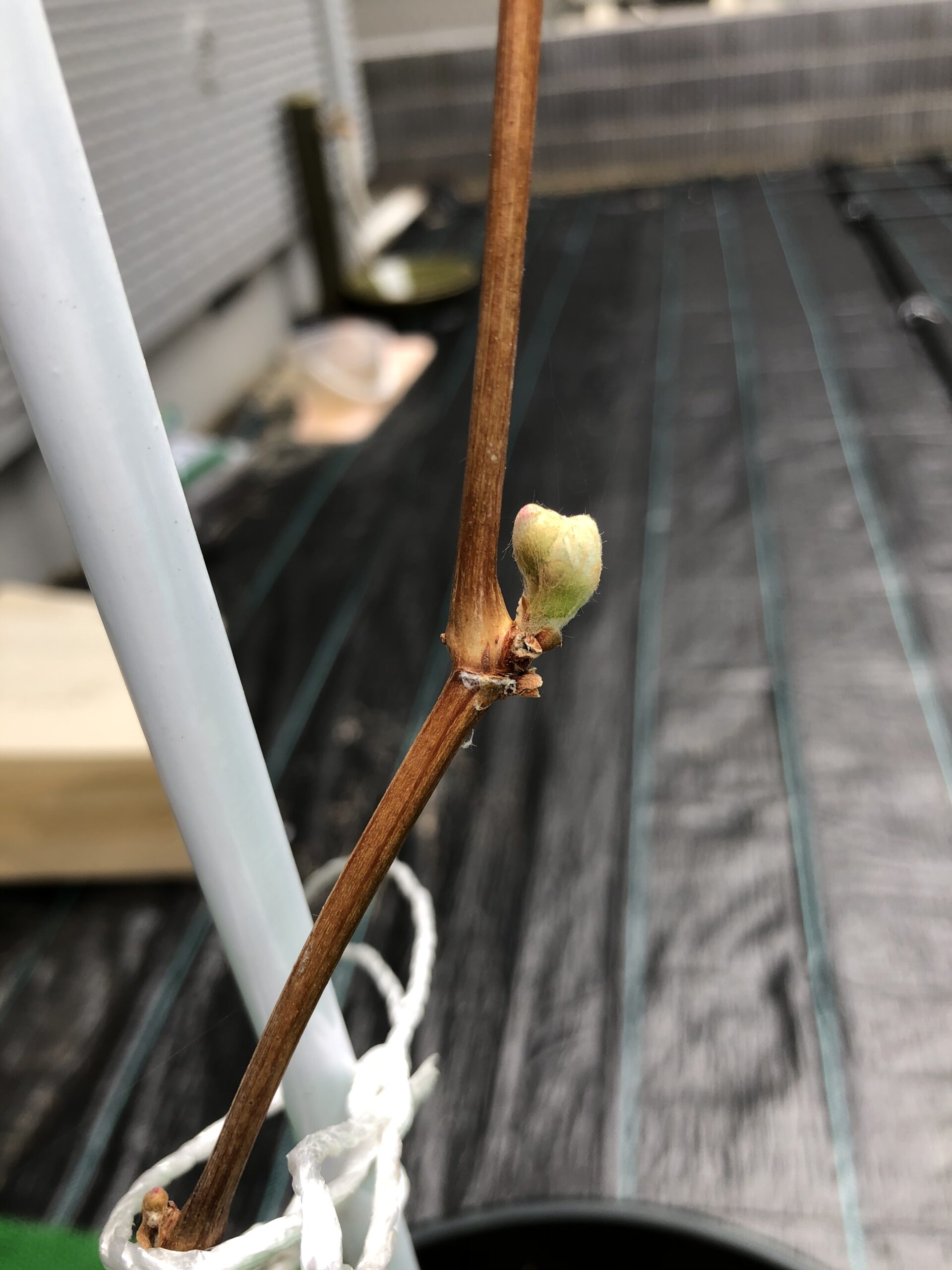 新芽01